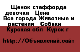 Щенок стаффорда девочка › Цена ­ 20 000 - Все города Животные и растения » Собаки   . Курская обл.,Курск г.